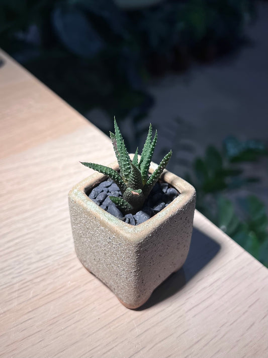Haworthia Fasciata (Zebra Plant) in Square Ceramic Pot