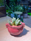 Lithop in Round Red Ceramic Pot