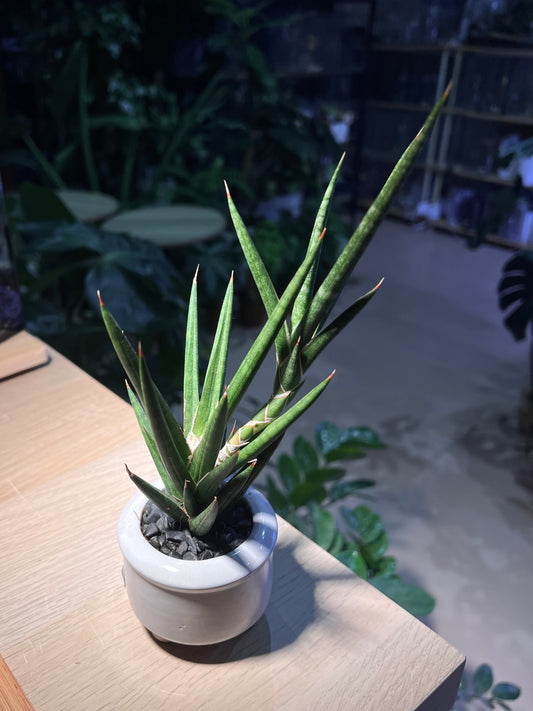 Sansevieria Francisii in White Round Ceramic Pot