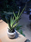 Sansevieria Francisii in White Round Ceramic Pot