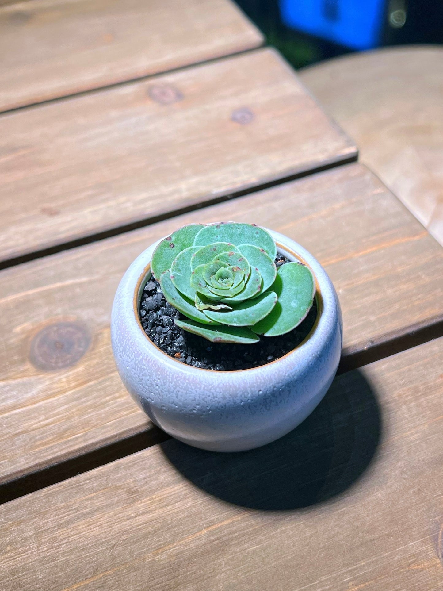 Mountain Rose in Small Round Ceramic Pot