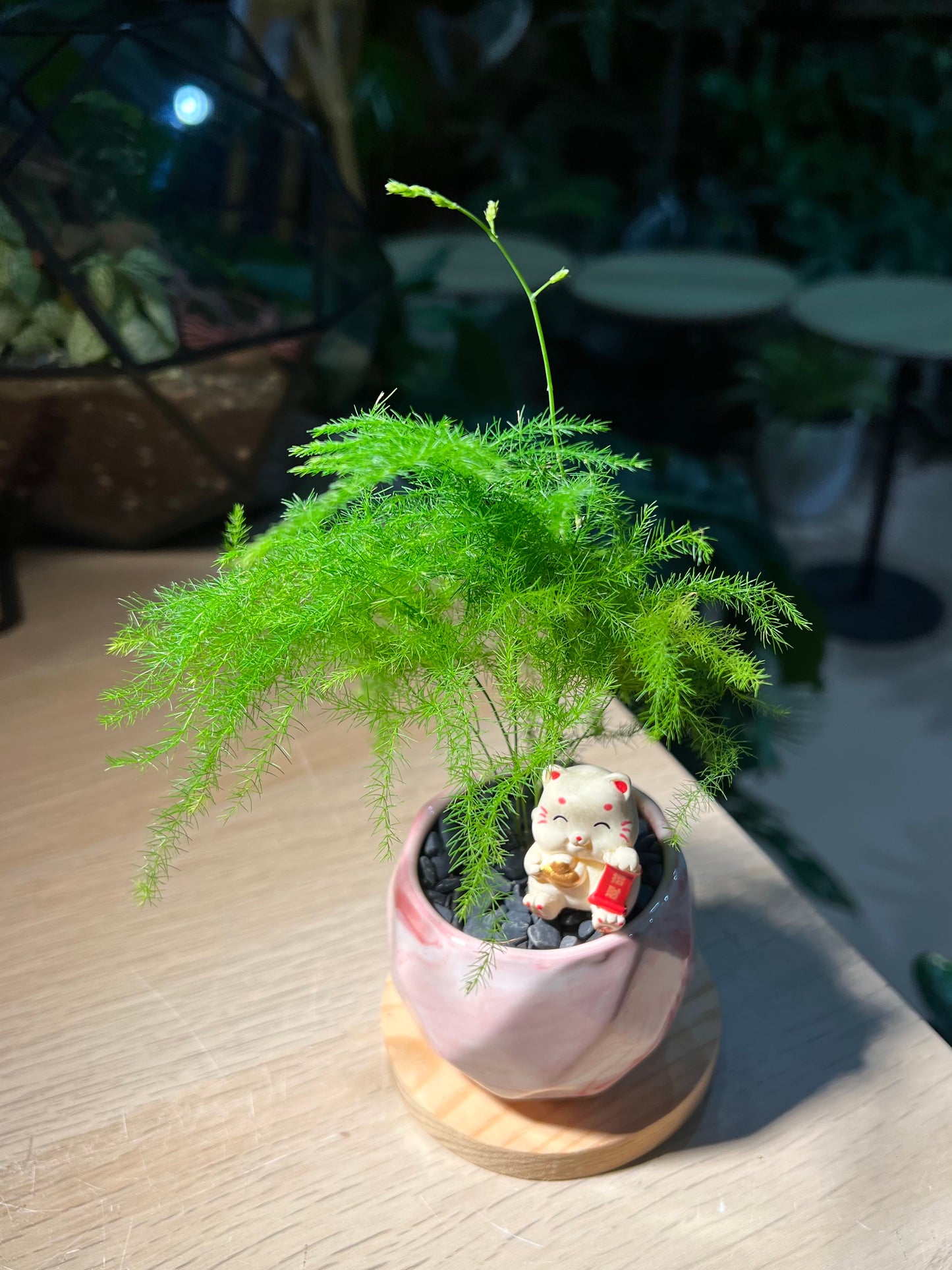 Asparagus Fern (文竹) in Marble Ceramic Pot