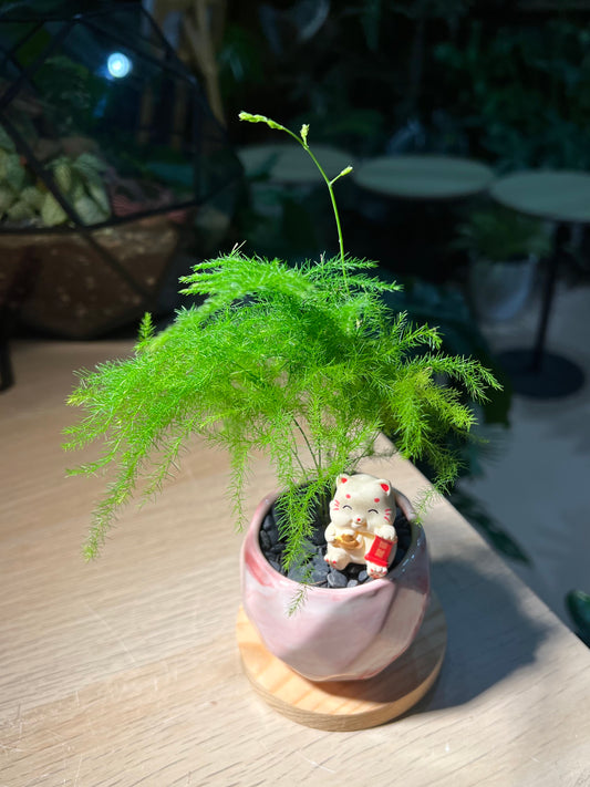 Asparagus Fern (文竹) in Marble Ceramic Pot