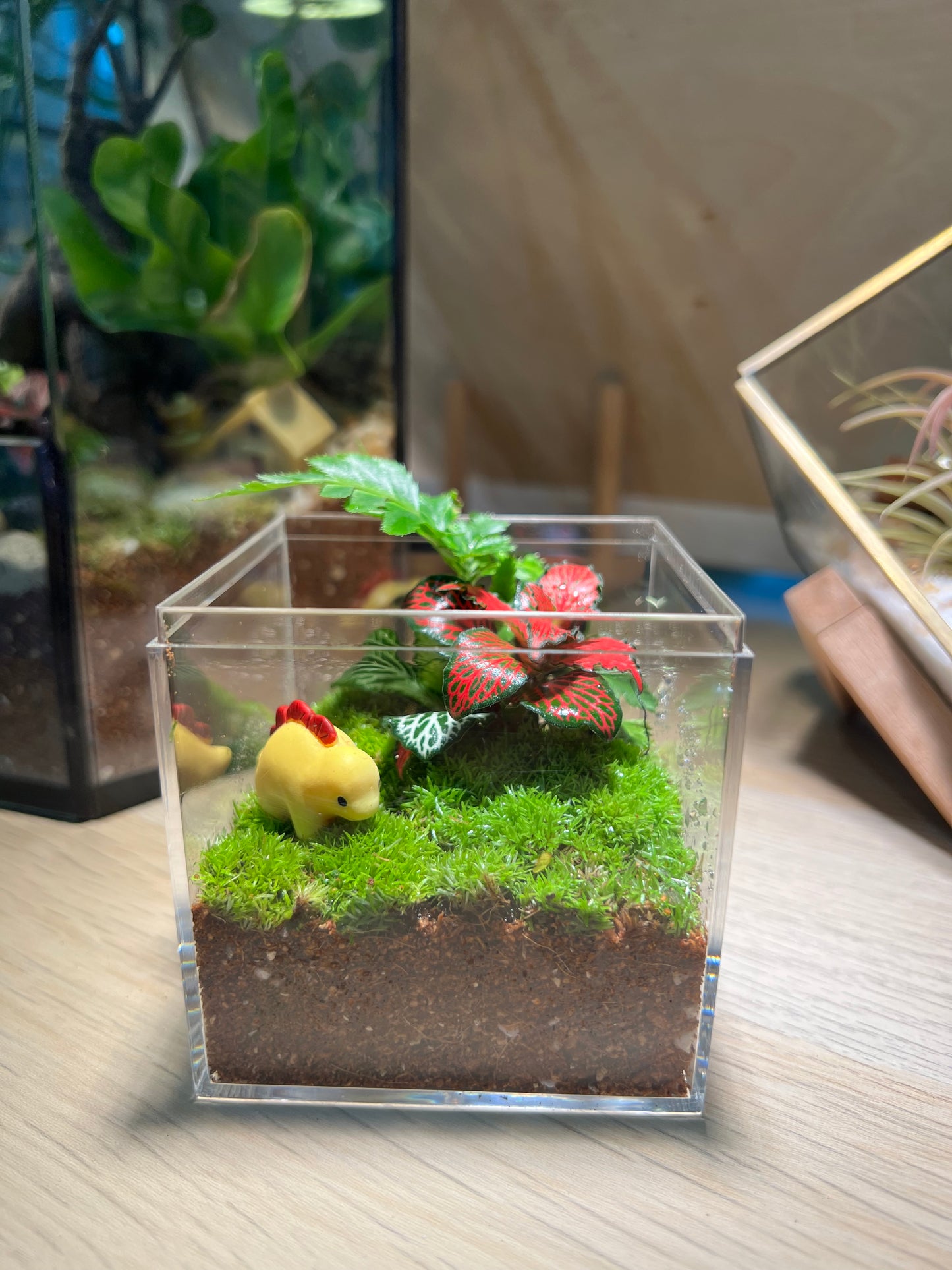 Indoor Plant Terrarium in Arcylic Box (M)