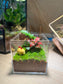 Indoor Plant Terrarium in Arcylic Box (M)