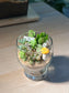 Succulent Arrangement in Mushroom Glass Terrarium