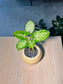 Arrowhead Plant (合果芋) Syngonium Podophyllum in Yellow Crackle Glazed Ceramic Pot