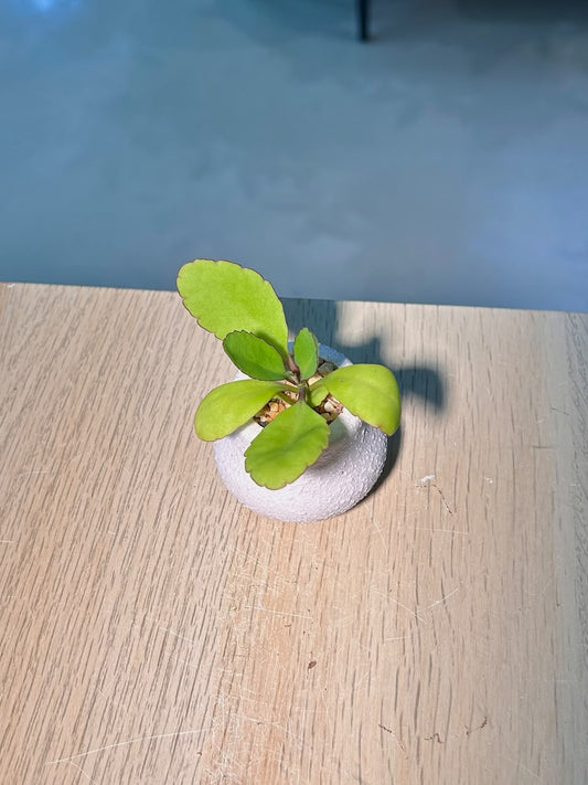 Baby Kalanchoe Pinnata (θ½ε°ηζ Ή) in White Texture Ceramic Pot