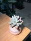 Graptoveria 'Opalina' in Bicolor Layer Ceramic Pot