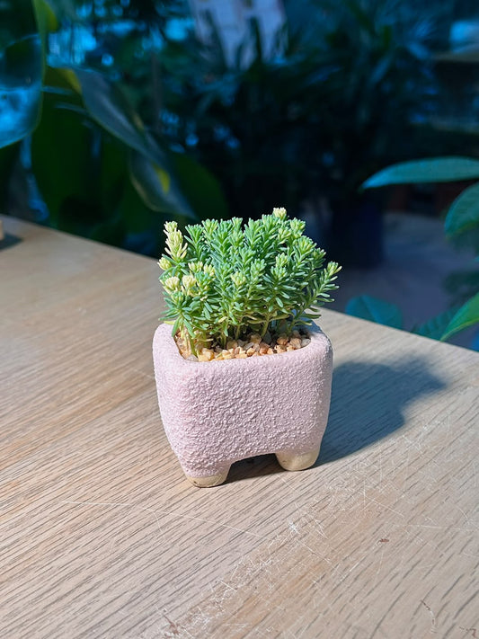 Gold Moss Sedum (ι»ιδΈεΉ΄θ) Sedum Acre in Pink Texture Ceramic Pot