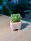 Gold Moss Sedum (黄金万年草) Sedum Acre in Pink Texture Ceramic Pot