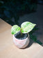 Pothos Marble Queen in Marble Ceramic Pot