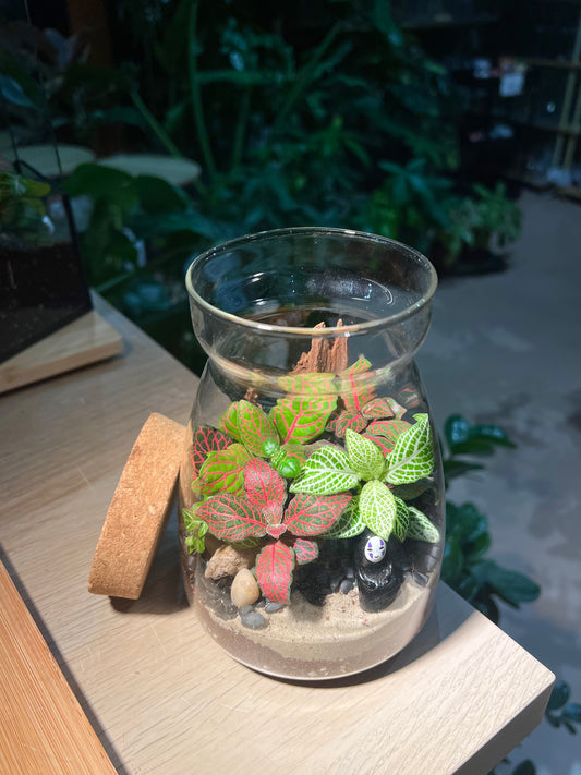 Fittonia (Indoor Plant) Arrangement in Cover A Line Jar Glass Terrarium