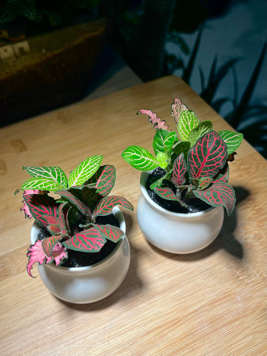 Christmas Gift - Fittonia in White Belly Ceramic Pot (5pcs)
