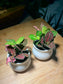 Christmas Gift - Fittonia in White Belly Ceramic Pot (2pcs)