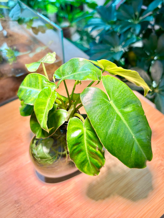 Philodendron Burle-Marx in Unique Water Based Glass