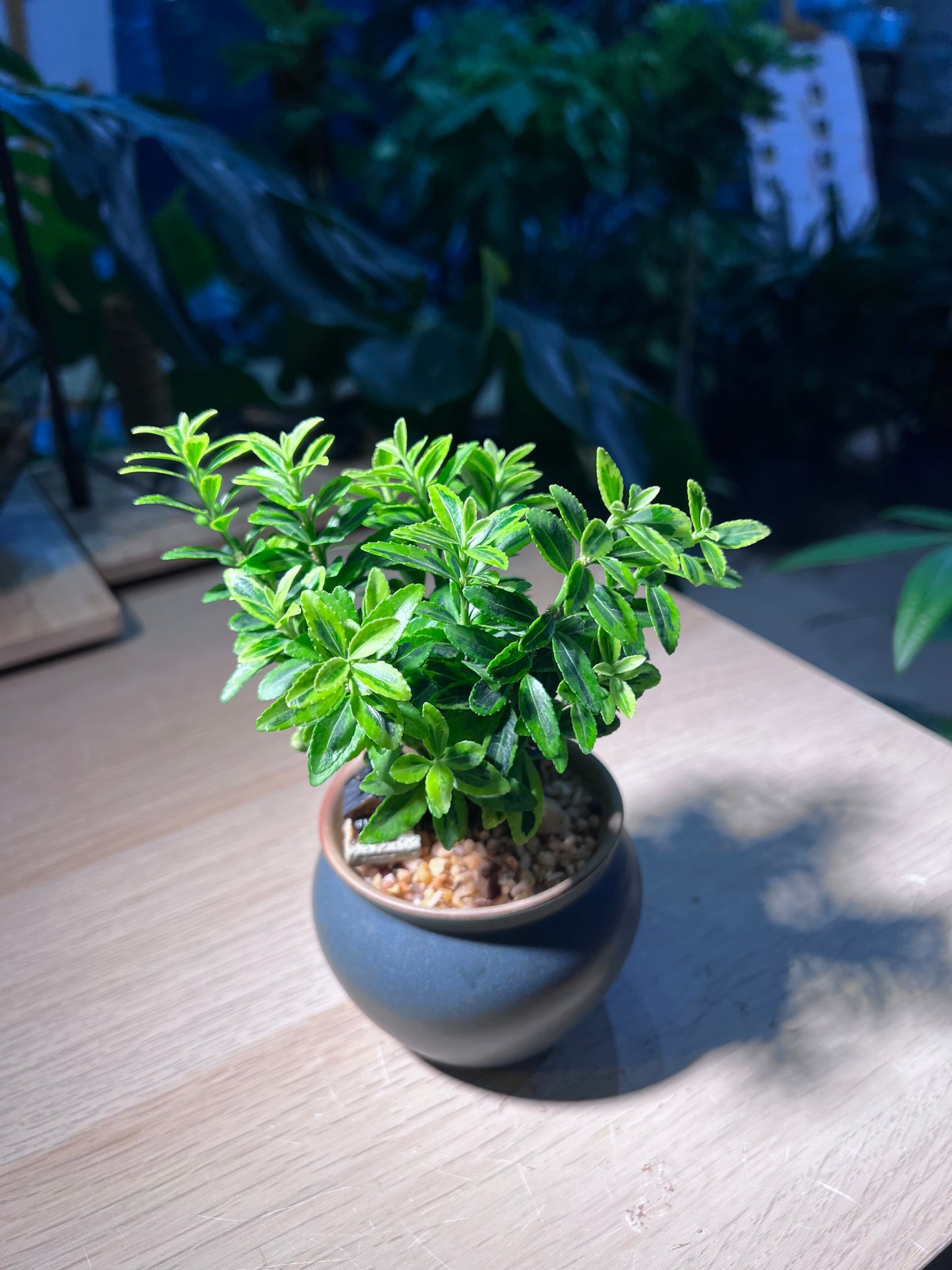 Euonymus Japonicus in Round Sea BlueTextured Pot