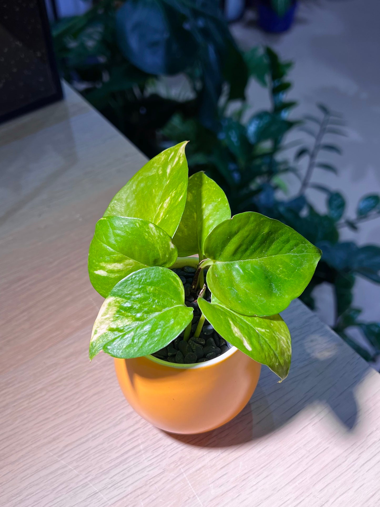 Pothos Njoy (绿萝) in Yellowish Ceramic Pot