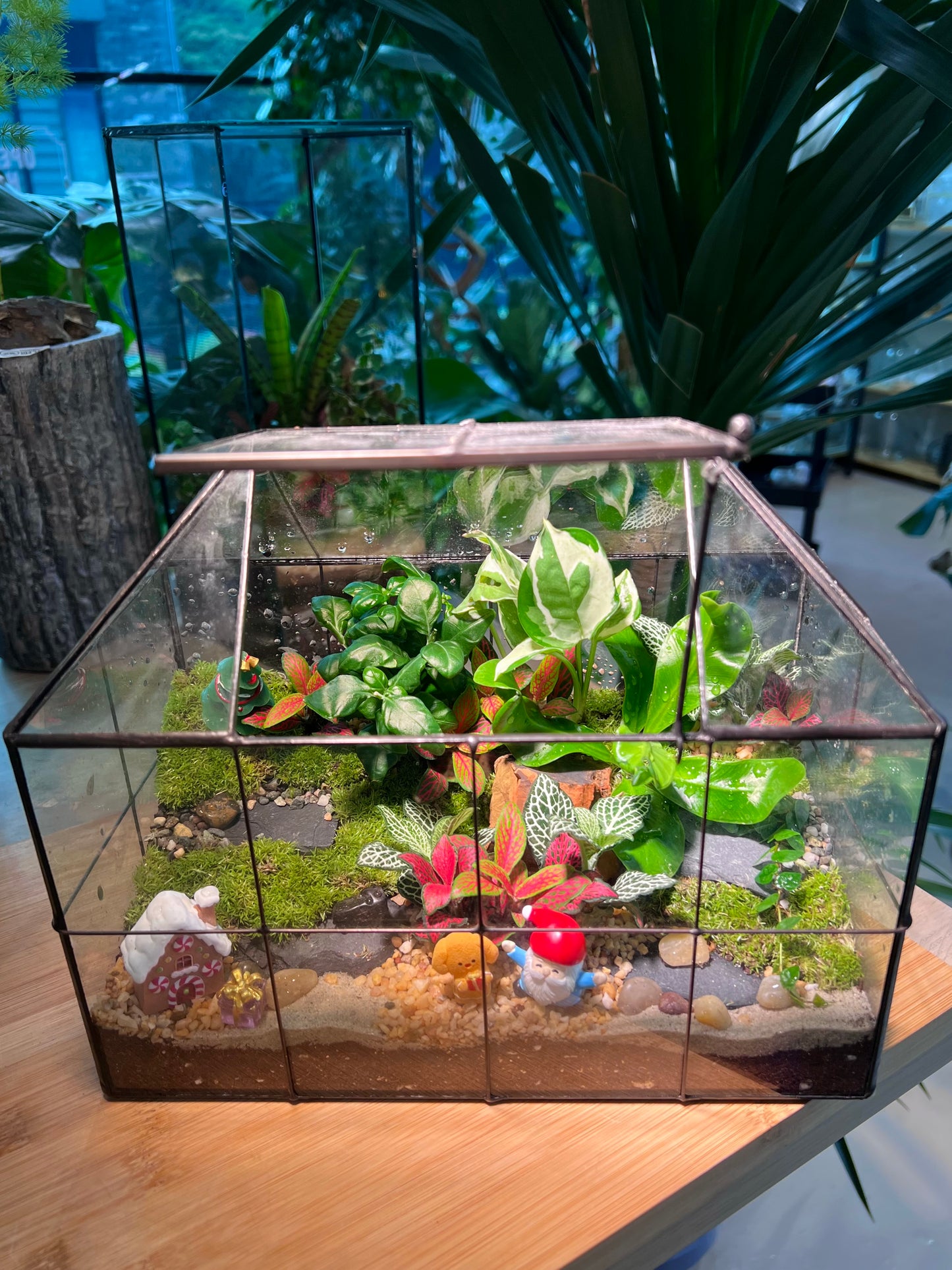 Christmas Theme - Fittonia and Fern with Moss Arrangement in Black Grid Glasshouse (M)
