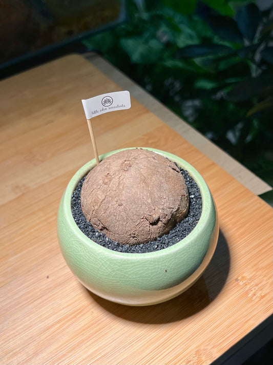 Stephania in Mint Green Ceramic Pot