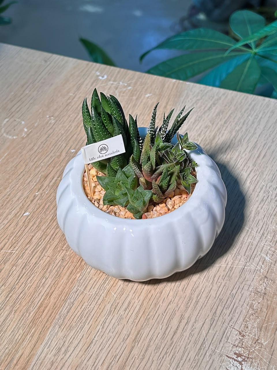 Succulent Arrangement Terrarium (十二卷属) Harworthia in Pumpkin Glazed Ceramic Pot