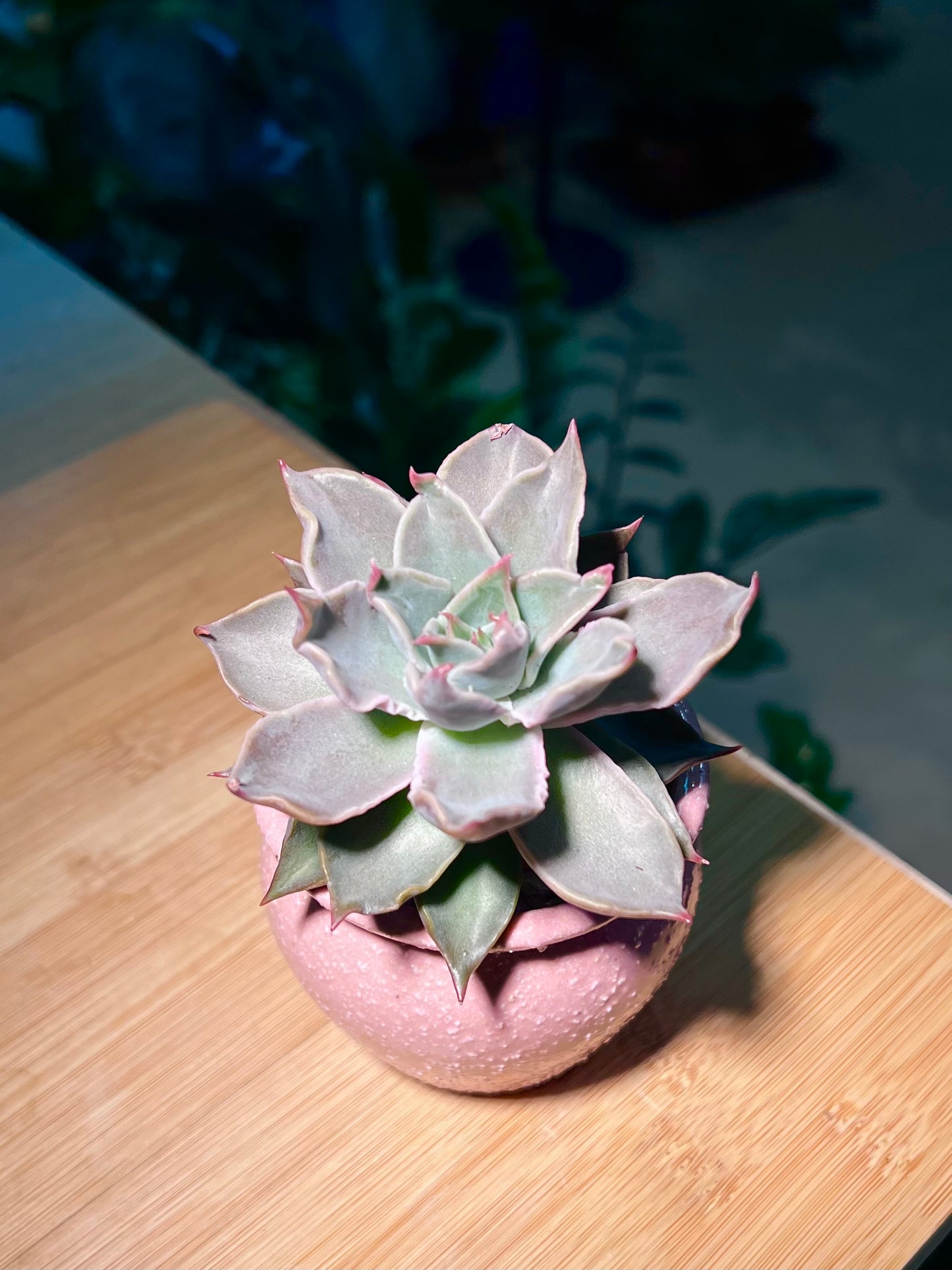 Echeveria Madiba in Pretty Pink Ceramic Pot