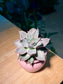 Echeveria Madiba in Pretty Pink Ceramic Pot
