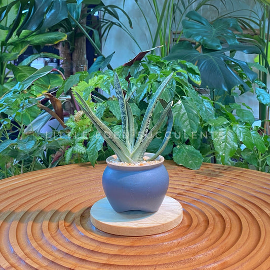 Gasteria in Blue Designer Pot