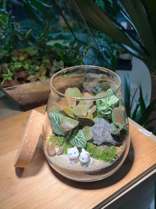 Fittonia with Moss Arrangement in Water Drop (XL)