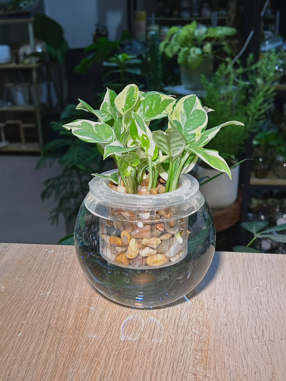 Pothos Njoy (喜悦黄金葛) Epipremnum Aureum ‘N’Joy’ in Water Based Fishbowl Glass