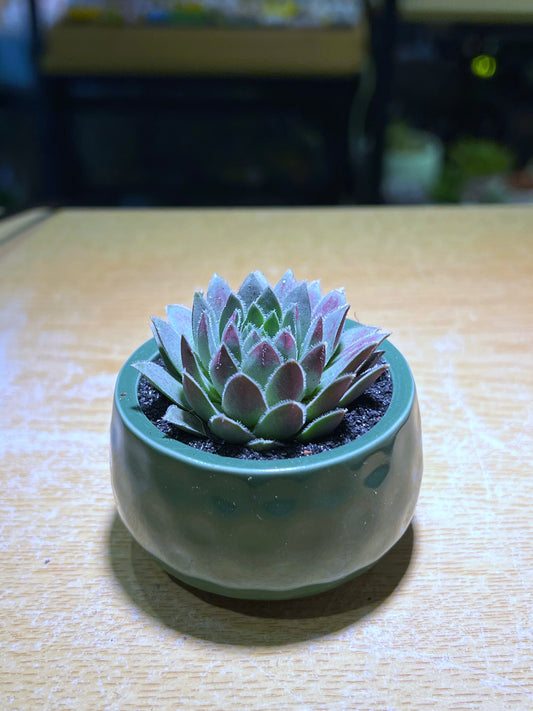 Sempervivum in Warm Green Ceramic Pot