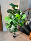 Artificial Ficus Lyrata (琴叶榕) in Black Polymer Pot