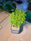 Small-Leaf Syzygium (小叶赤楠) Syzygium Buxifolium in Grey Textured Ceramic Pot