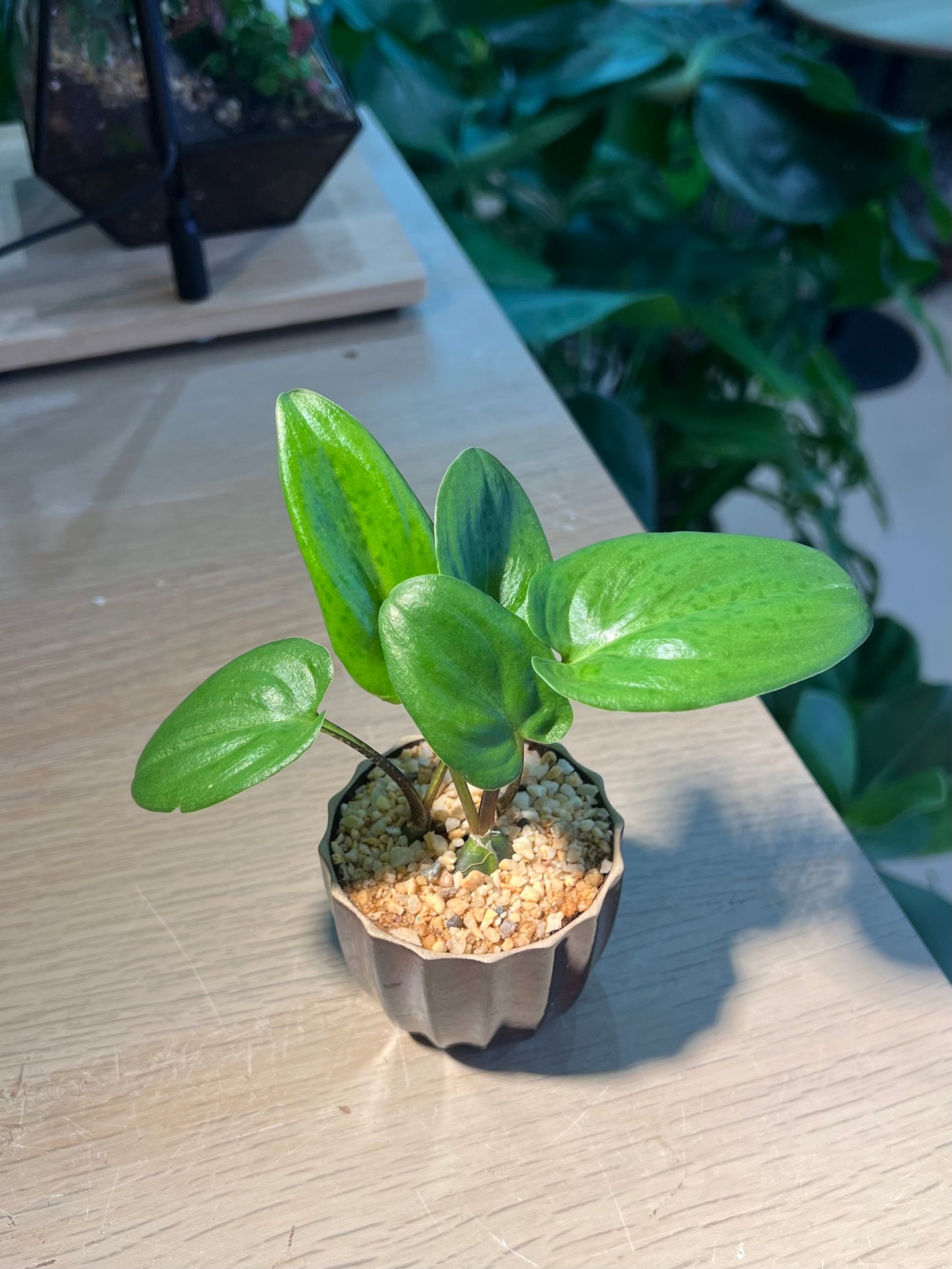 Drimiopsis Maculata (青蛙王子) in Cupcake Ceramic Pot