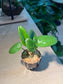 Drimiopsis Maculata (青蛙王子) in Cupcake Ceramic Pot