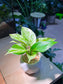 Golden Pothos (绿萝) in Diamond Shape Ceramic Pot