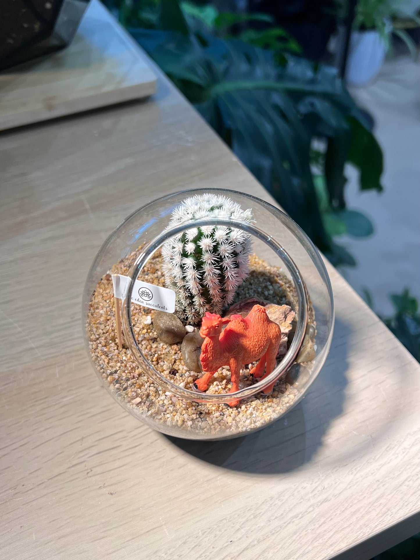 Mammillaria (Cactus) in Round Glass