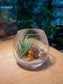 Airplant in Wine Glass with Capybara Figurine