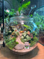 Indoor Plant Terrarium in Fishbowl with Lid