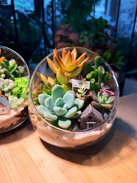 Succulent Terrarium in Slanted Glass (L)