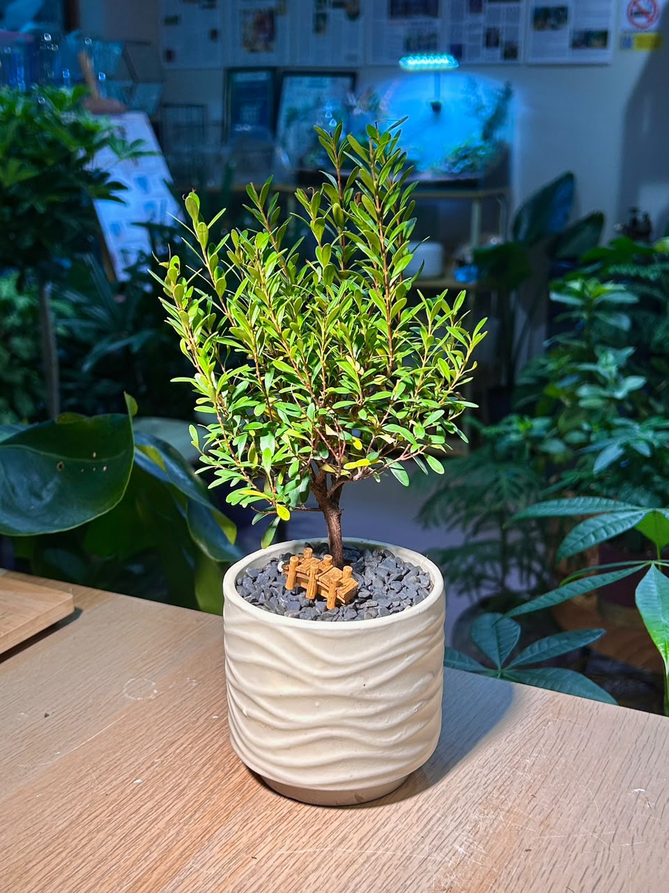 Small-Leaf Syzygium (小叶赤楠) Syzygium Buxifolium in White Textured Ceramic Pot