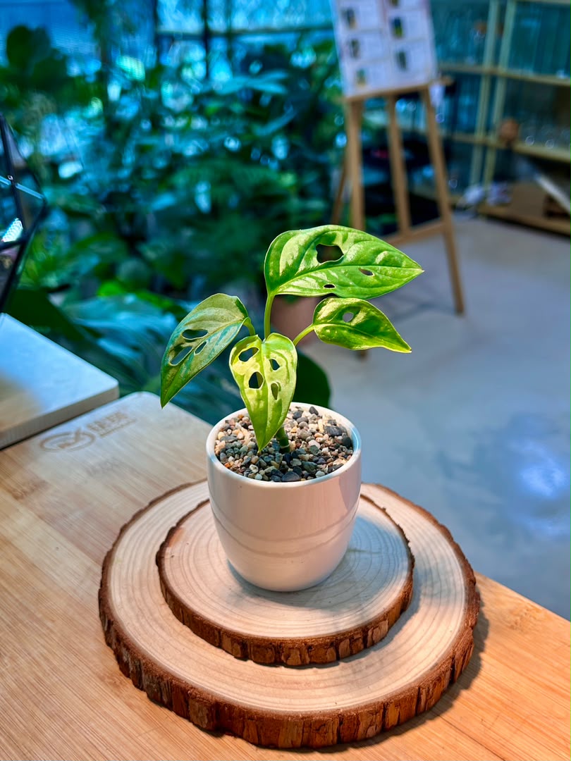 Monstera Adansonii (Indoor Plant) in Ceramic Pot