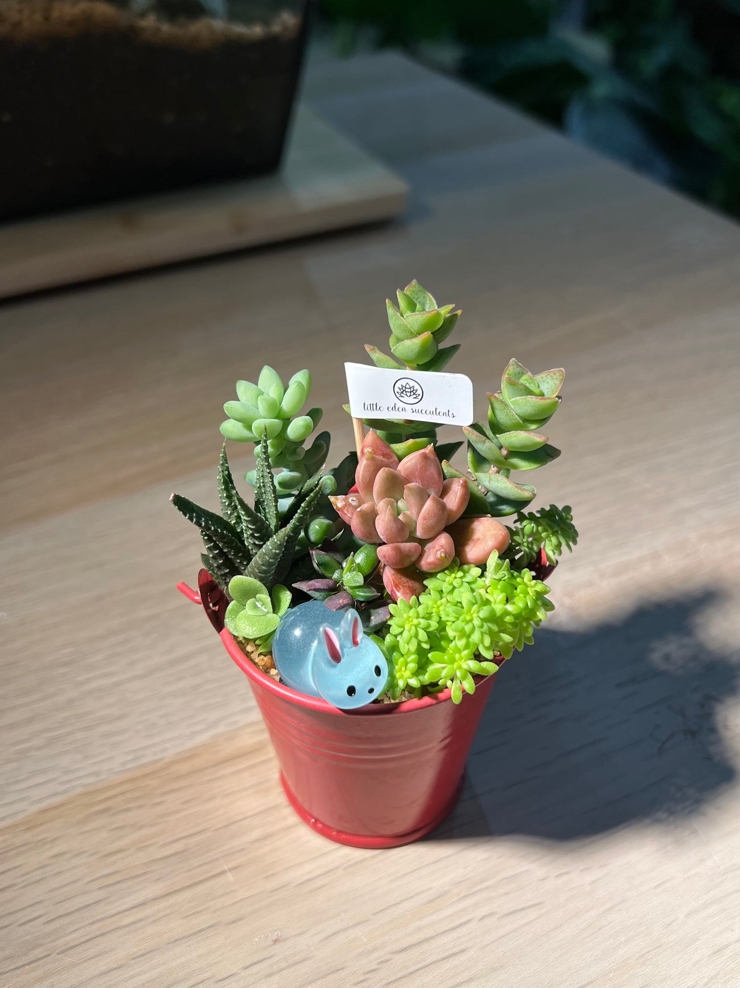 Succulent Arrangement in Pail Terrarium