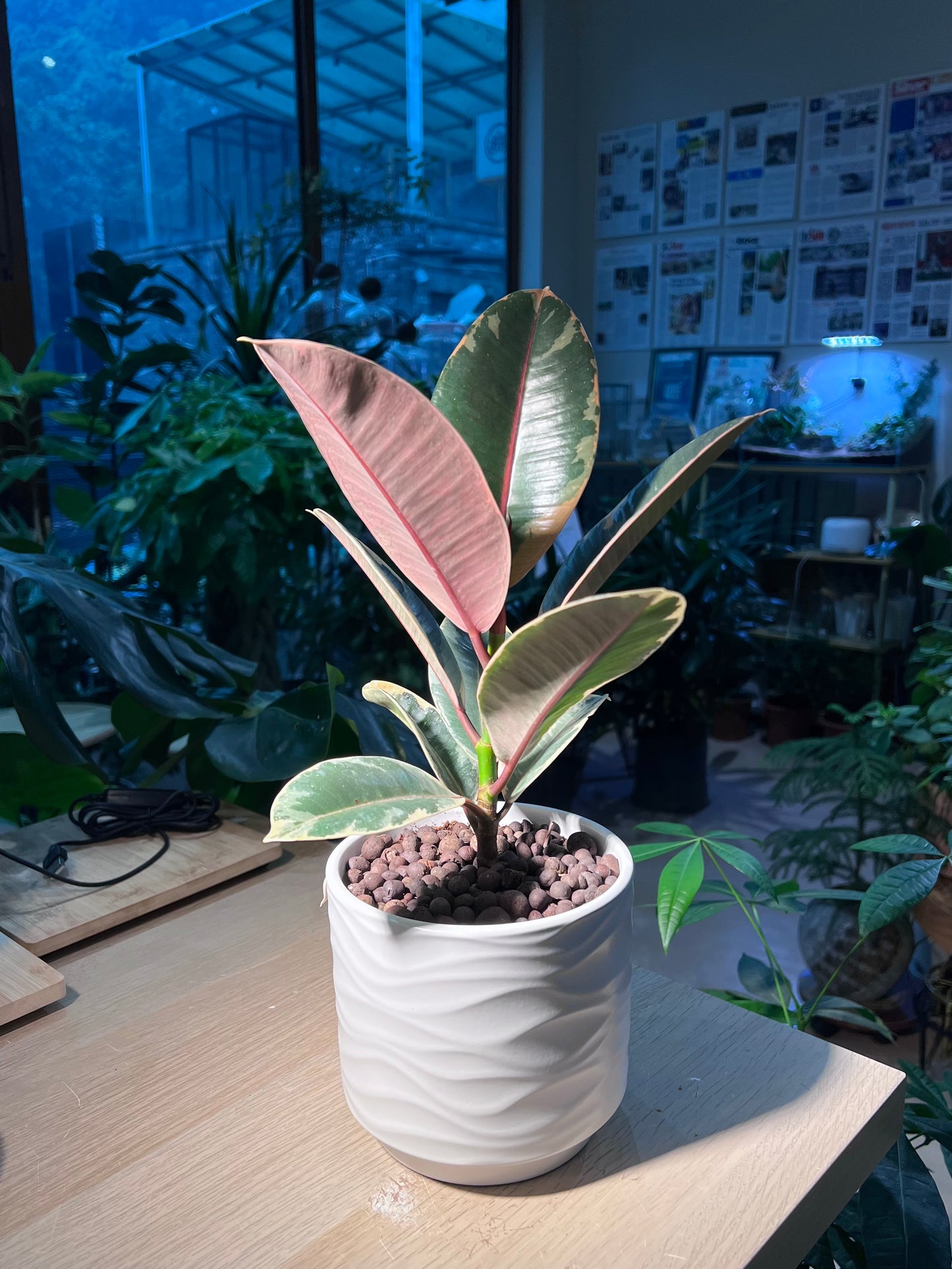 Rubber Plant (Ficus Elastica 橡皮树) in Wave Pattern Designed Pot