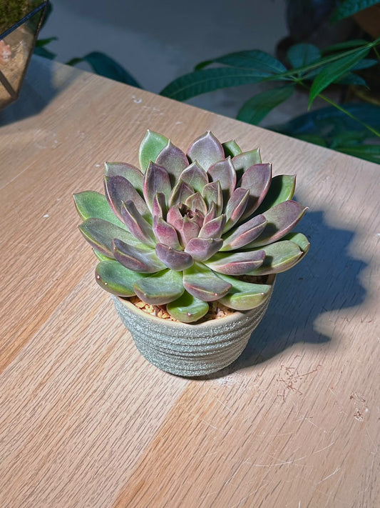 Echeveria Succulent (ε€θζ€η©) Echeveria Black Prince in Textured Ceramic Pot