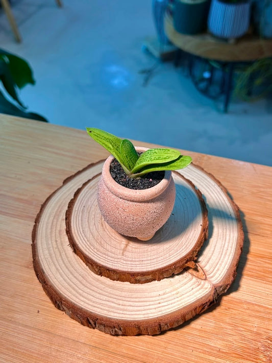 Gasteria (鲨鱼掌) in Textured Matte Pink Pot