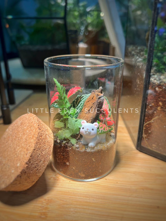 Fittonia & Fern Arrangement in Tall Cylindrical Glass (L)