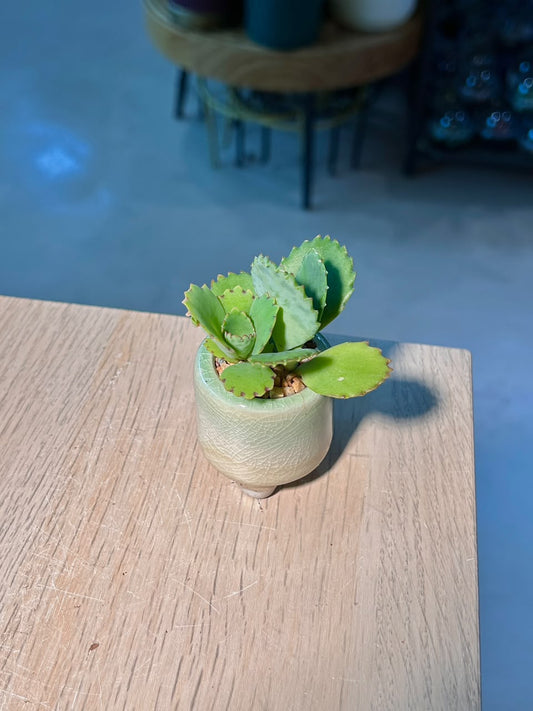 Air Plant Mother of Thousands (落地生根) Kalanchoe Pinnata in Light Green Glazed Ceramic Pot
