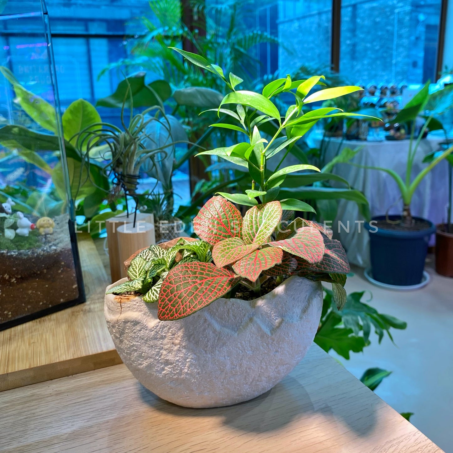 Fittonia and Nagi in White Faux Stone Mountain Pot