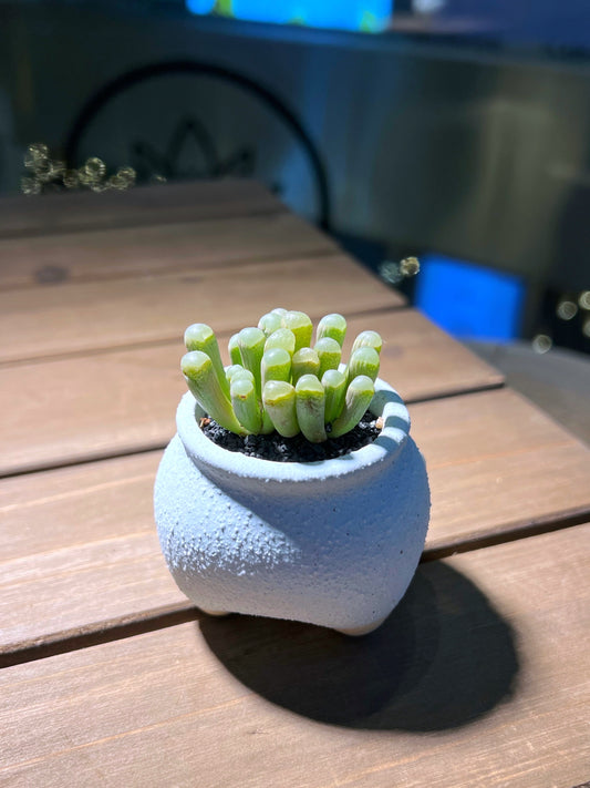 Lithops in Sky Blue Matt Textured Claypot